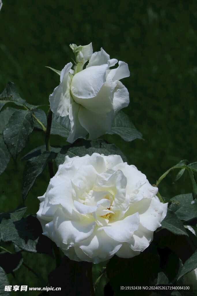 月季花 