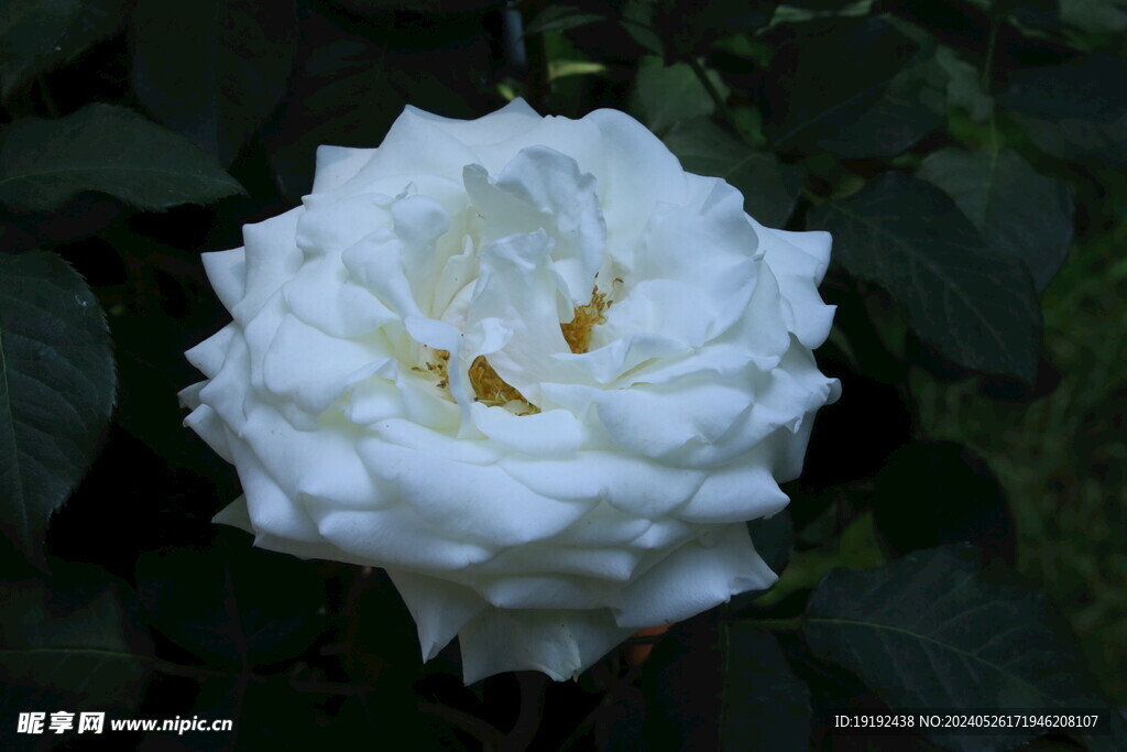 月季花 