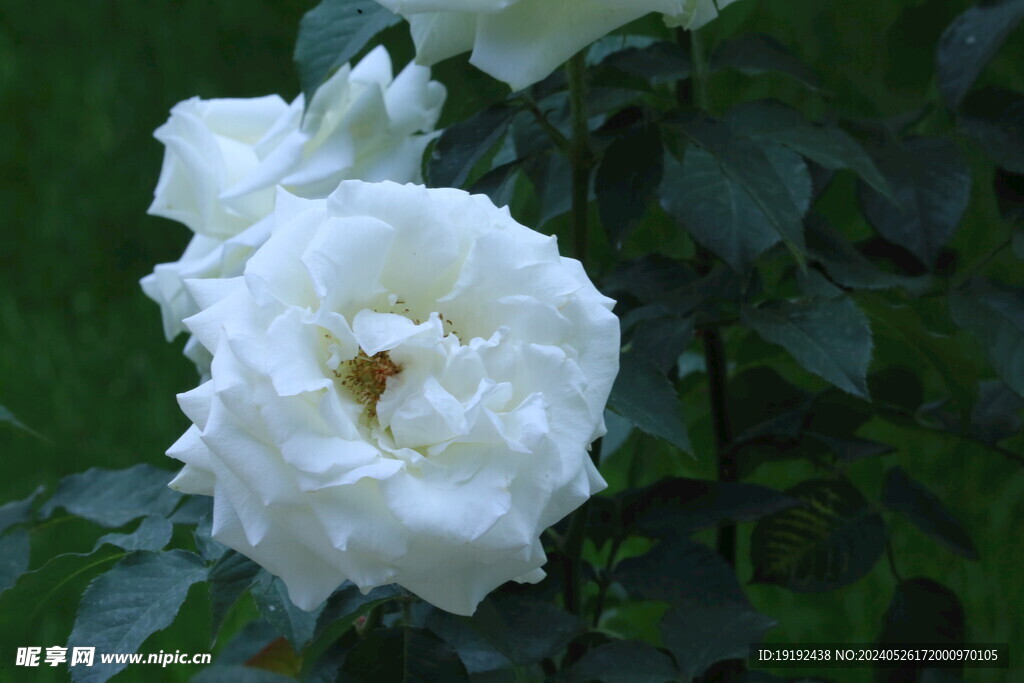 月季花 