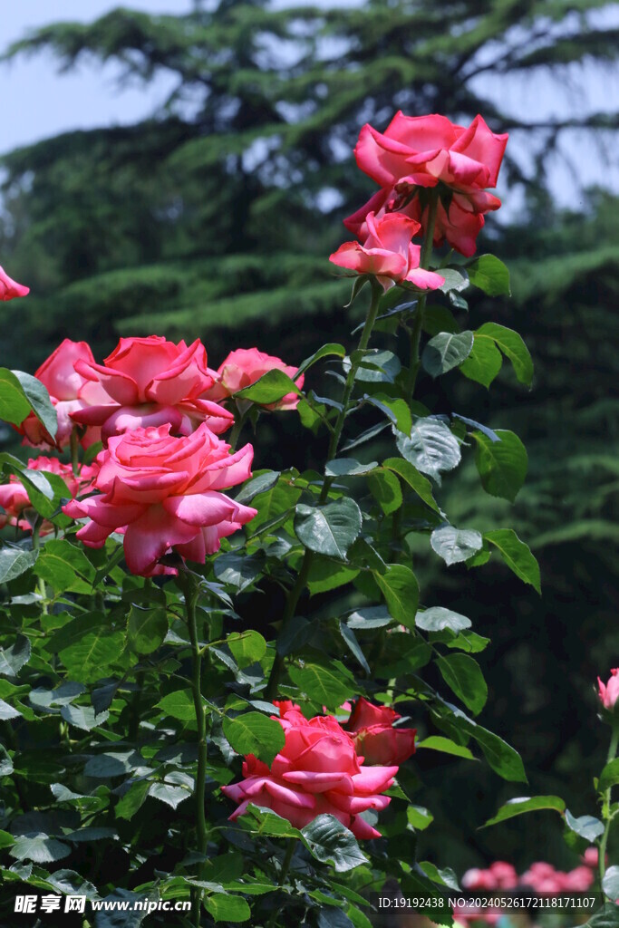 月季花  