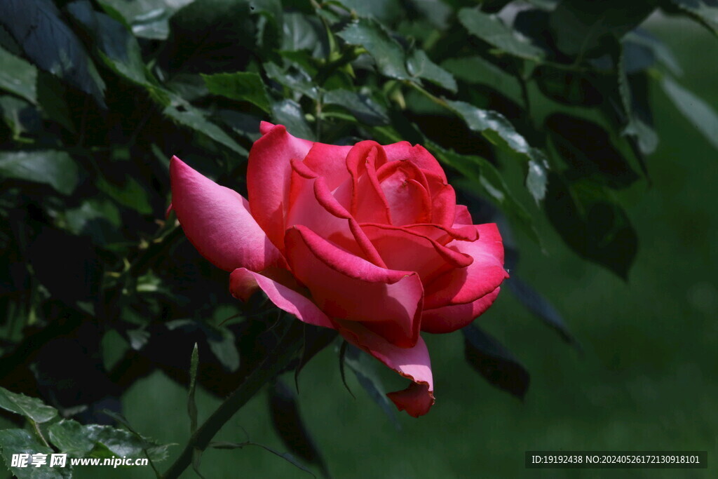 月季花 