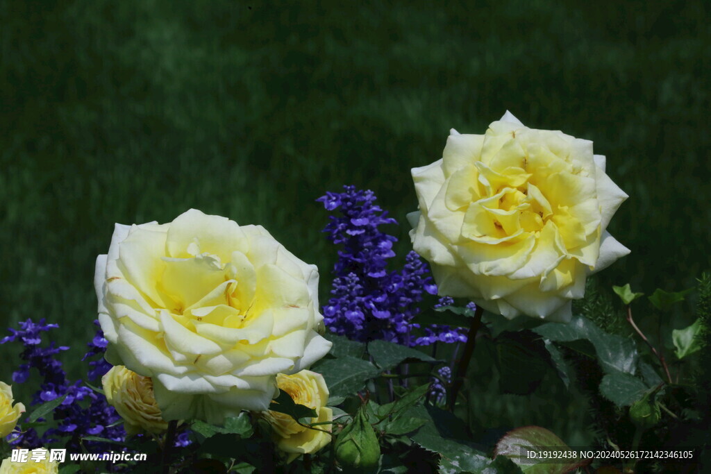 月季花  