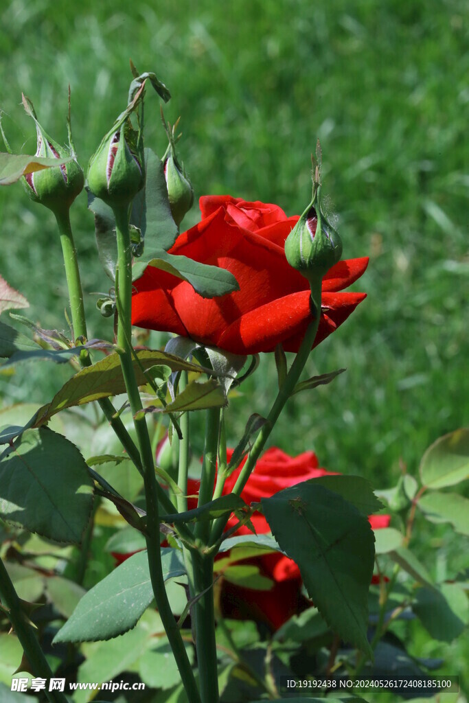 月季花 
