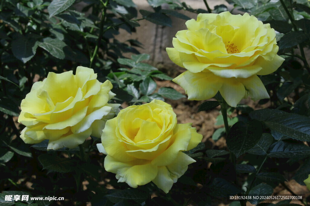月季花  
