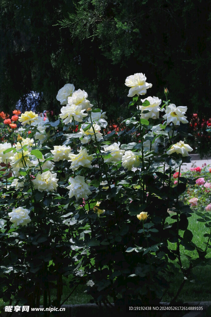 月季花 