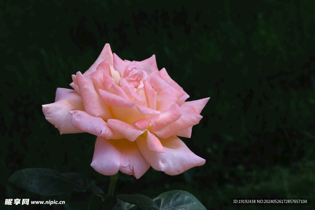 月季花 