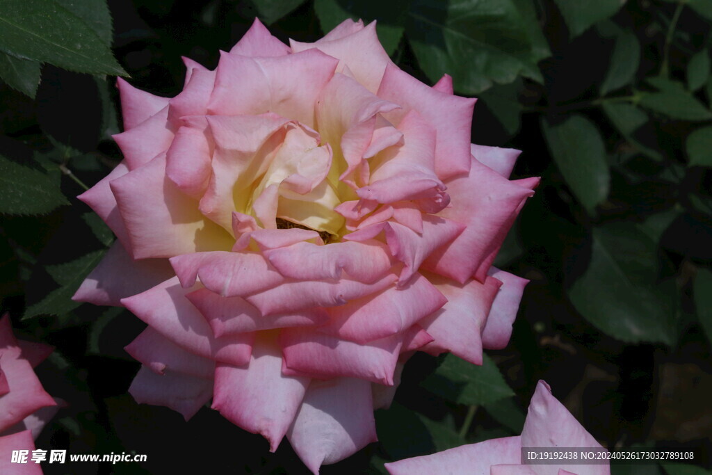 月季花  