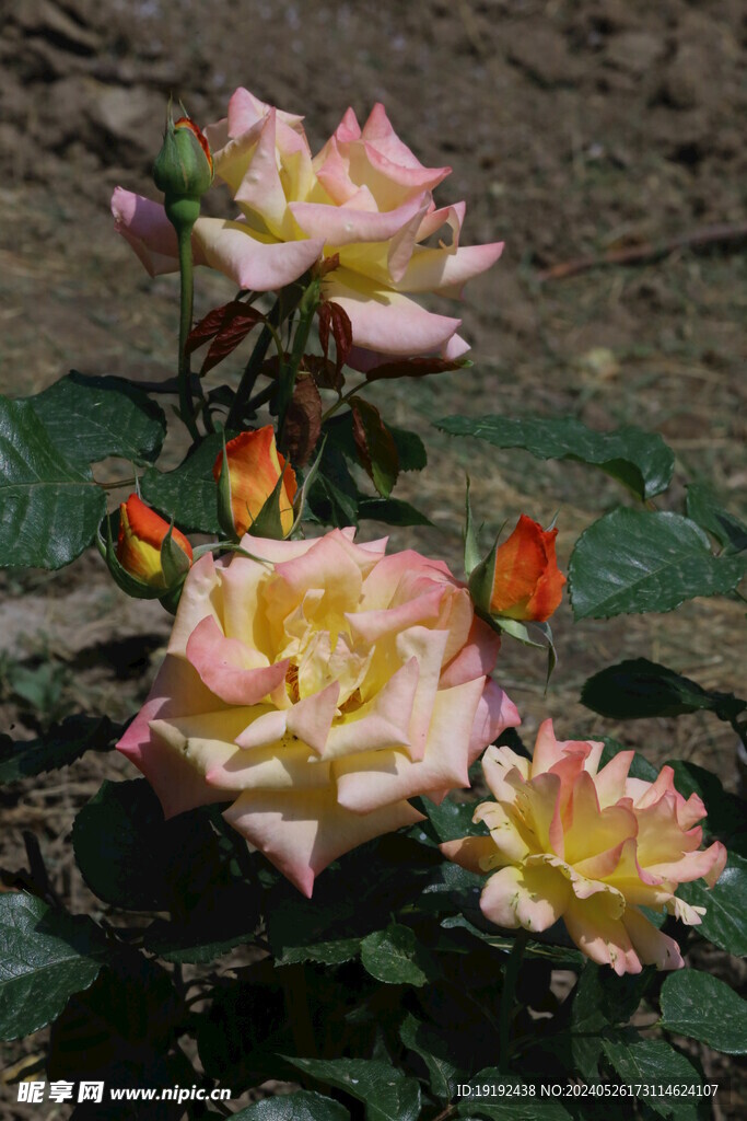 月季花 