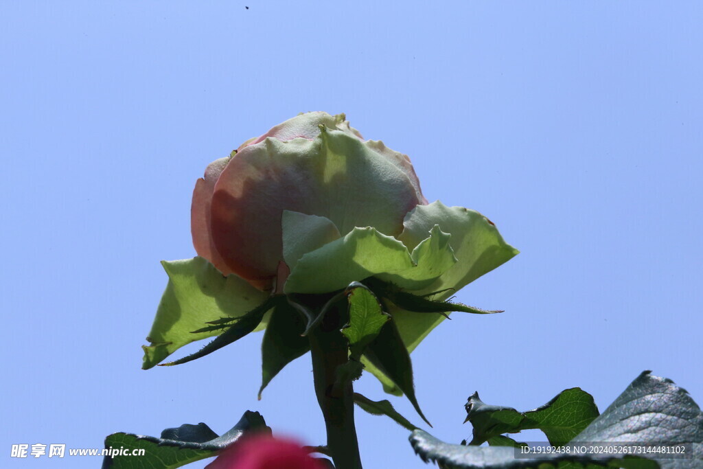 月季花  