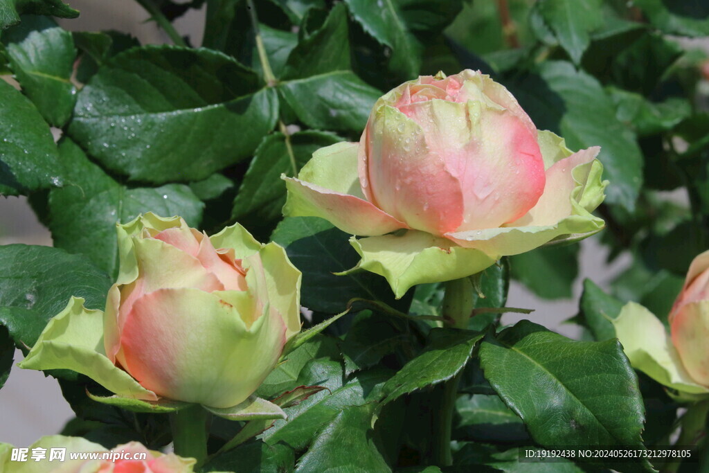 月季花  