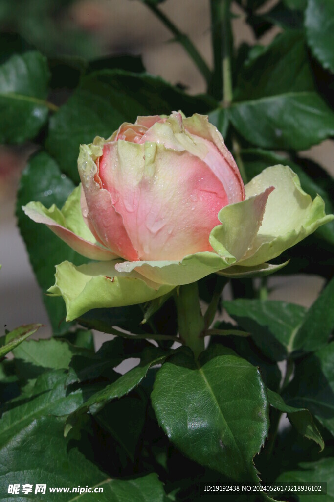 月季花 