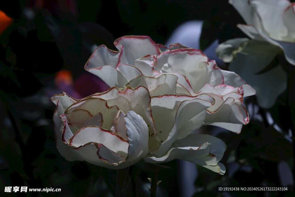 月季花  