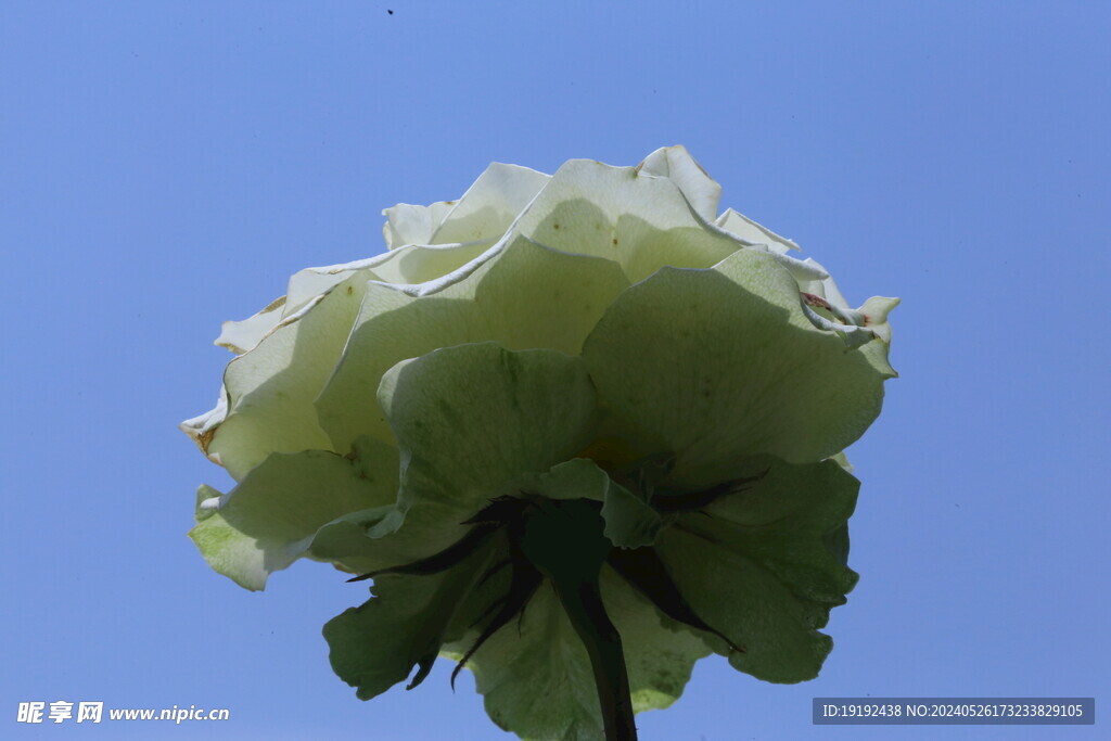 月季花 