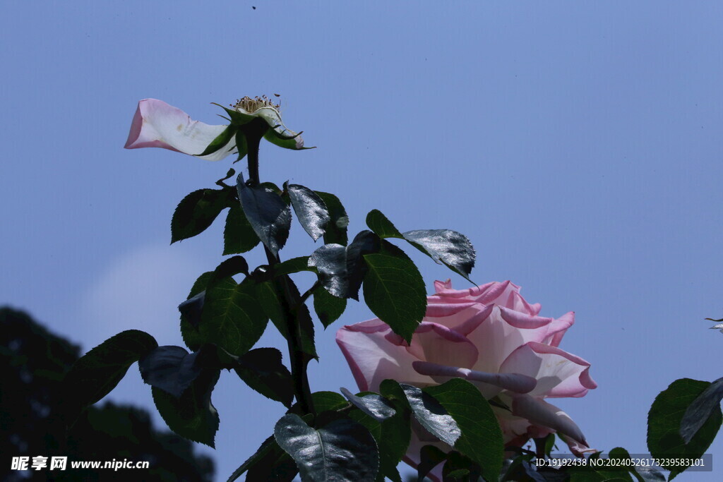 月季花 