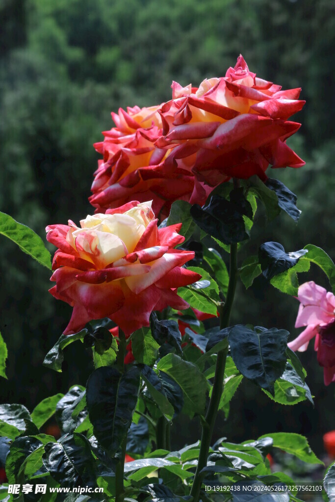 月季花 