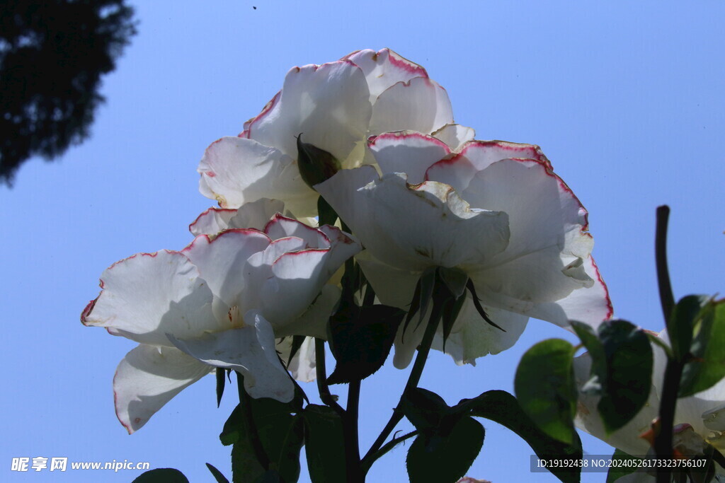 月季花 