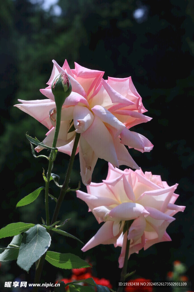 月季花  