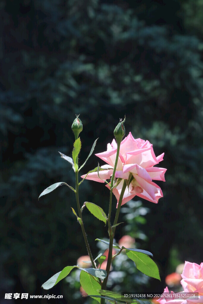 月季花 