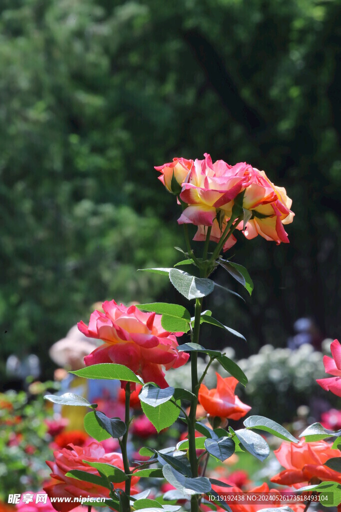 月季花 