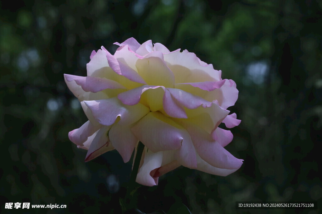月季花  