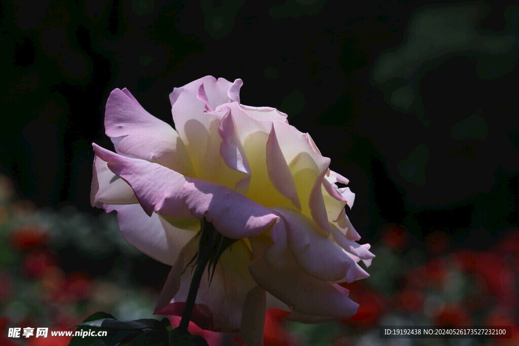 月季花 