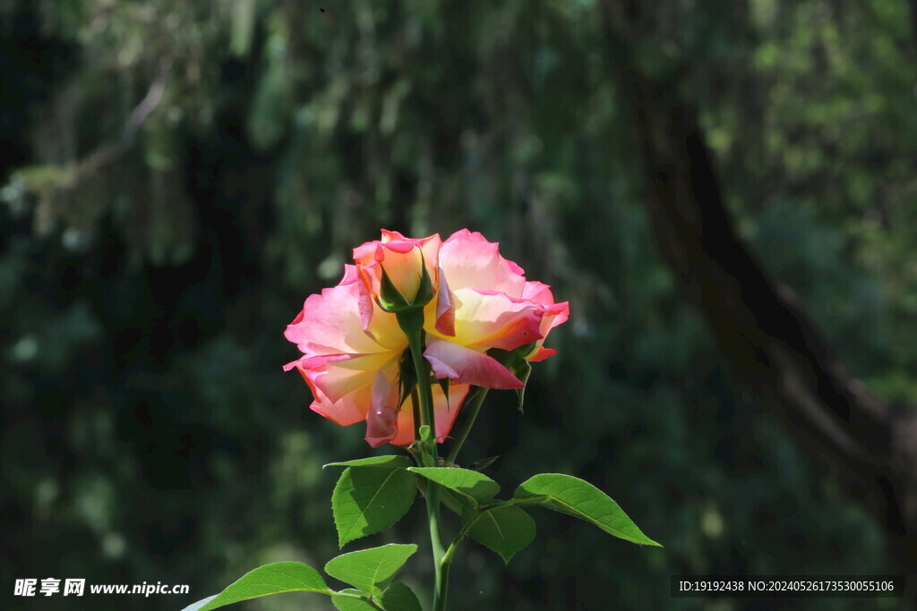 月季花 