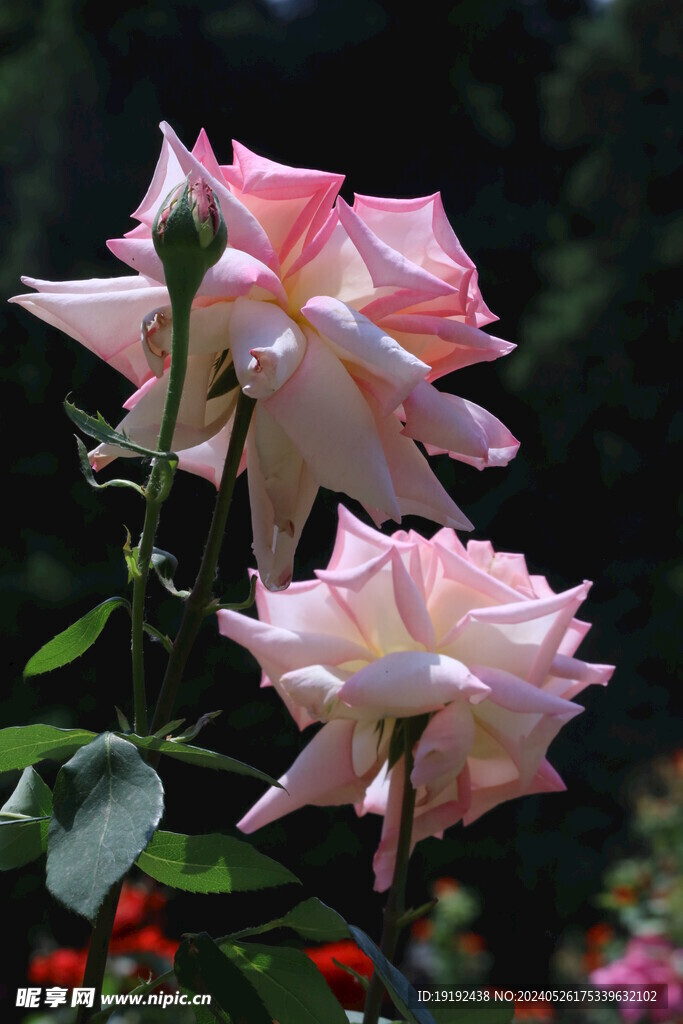 月季花 