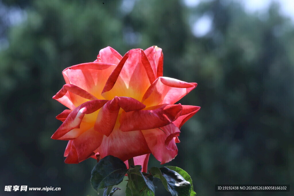 月季花  