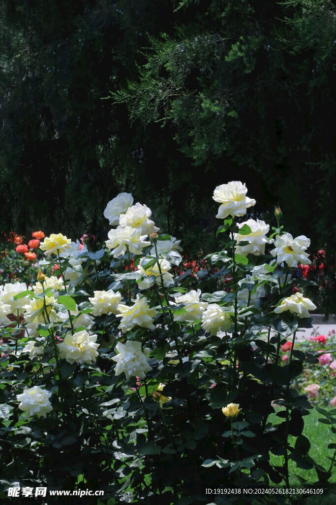 月季花 