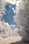 雪白的雪景 