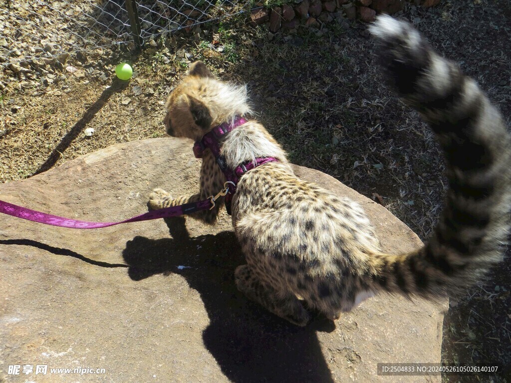 豹