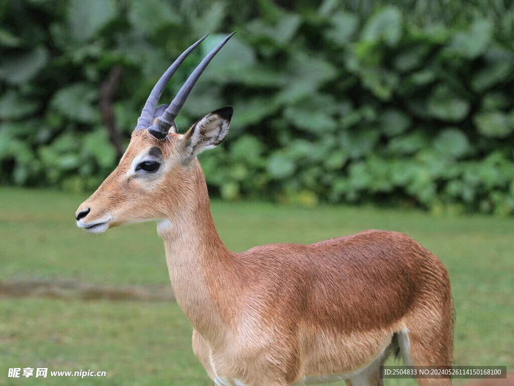 羚羊