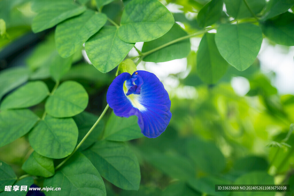 蝶豆的花