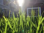 一缕阳光