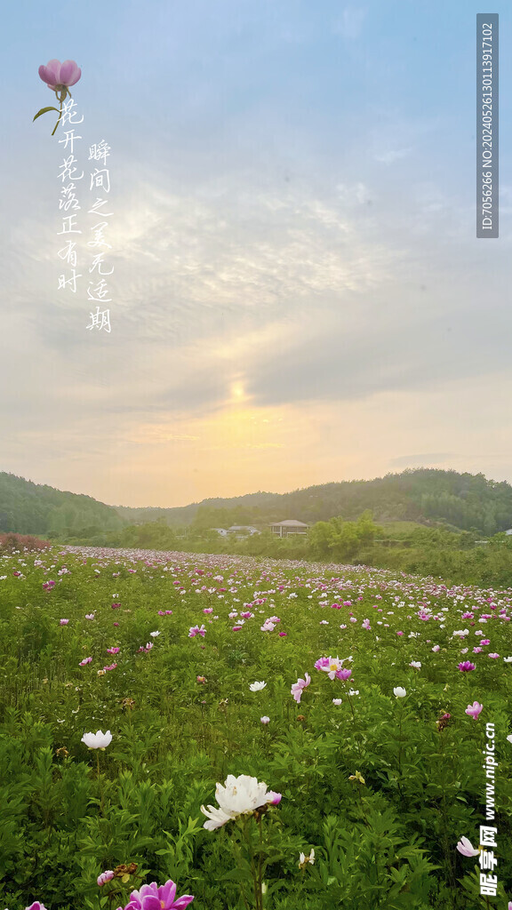 芍药园 风景