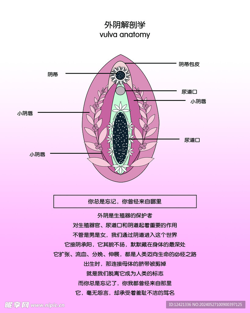 外阴 解剖 图