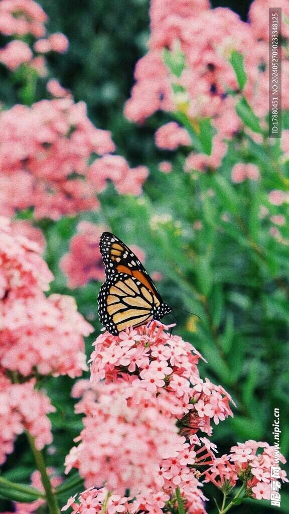 蝴蝶
