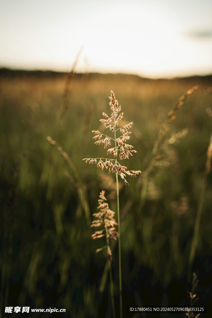 野草