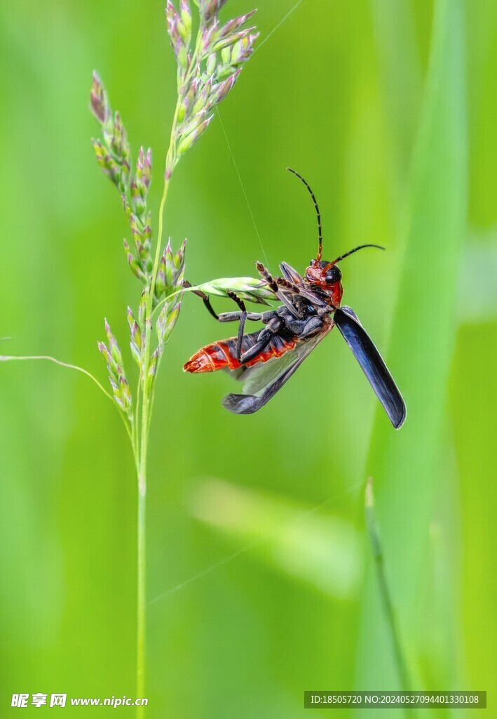 软甲虫