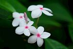 白长春花