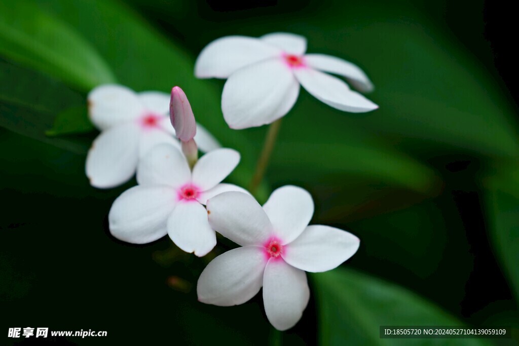 白长春花