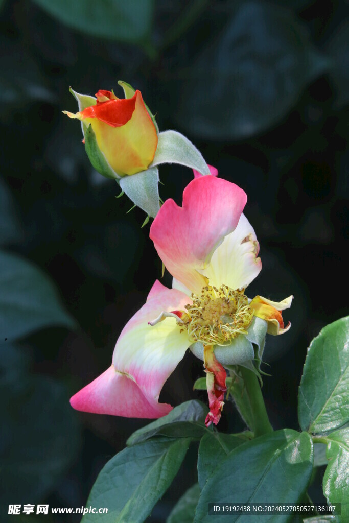 月季花 