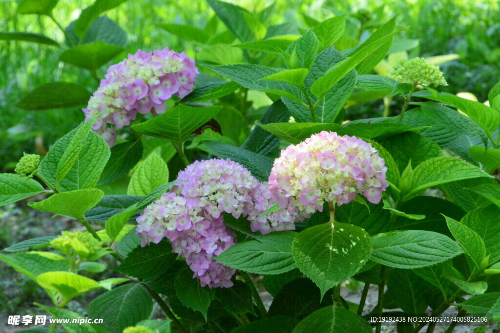 绣球花  