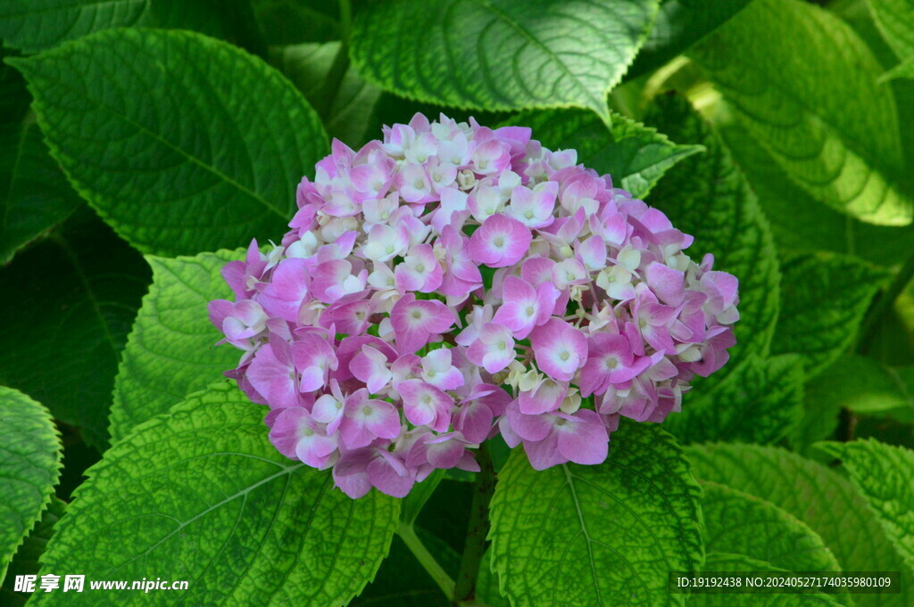 绣球花  