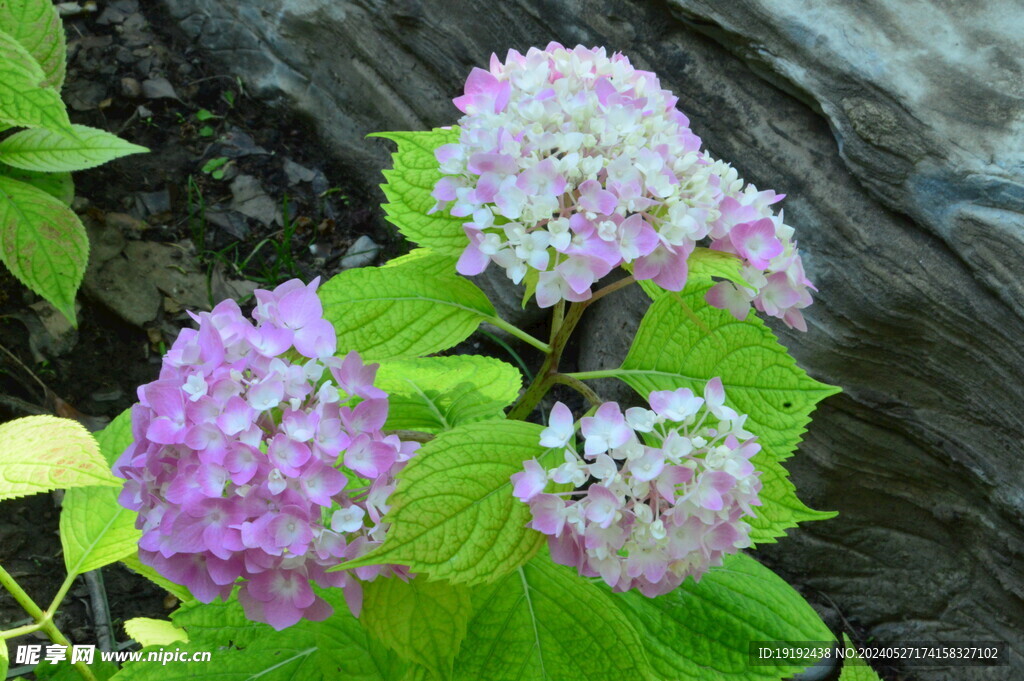 绣球花 