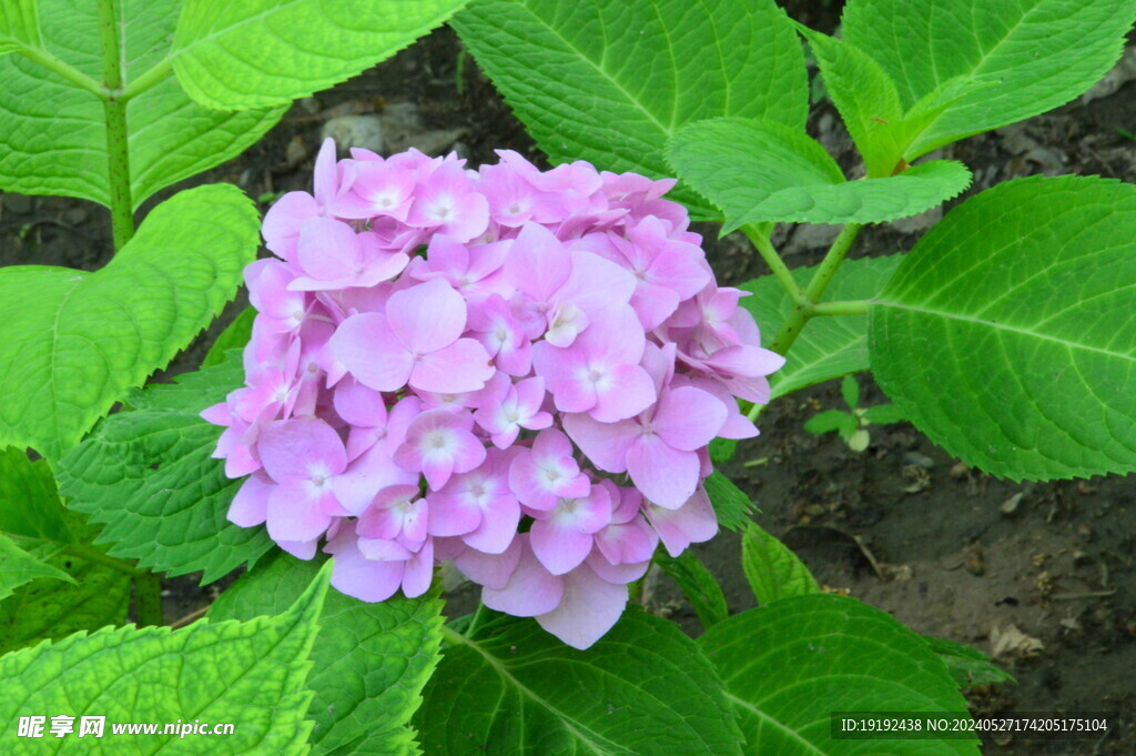 绣球花 