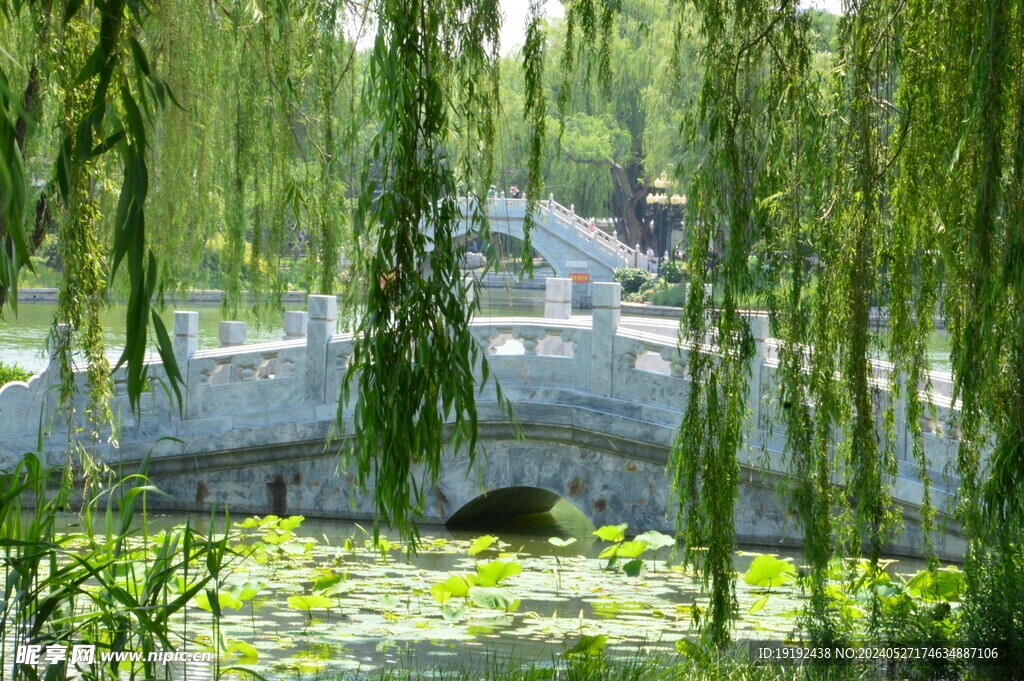 垂柳风景  