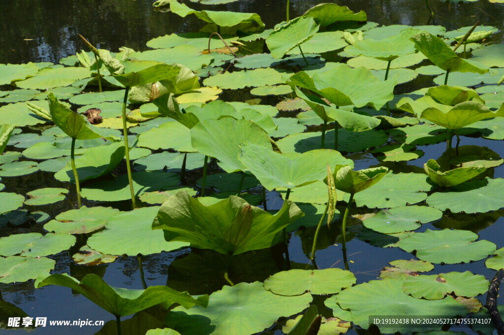 荷塘荷叶 