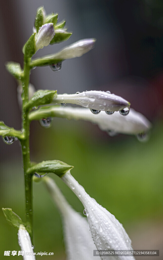雨中玉簪花