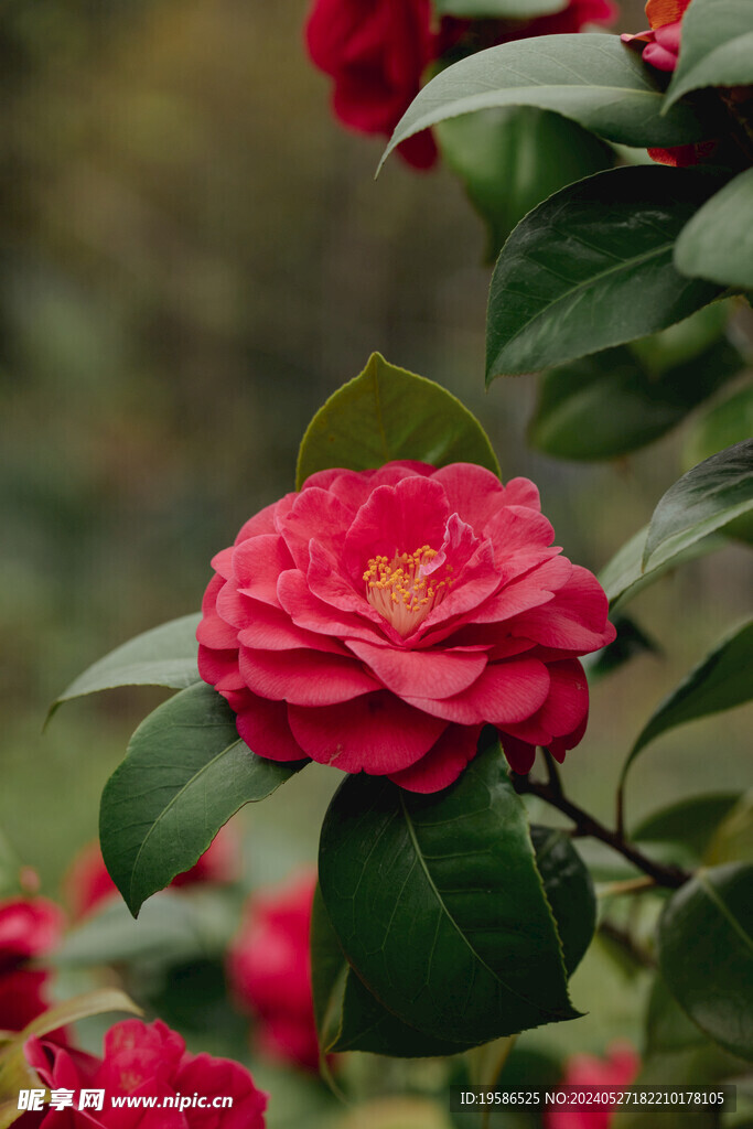 山茶花开花